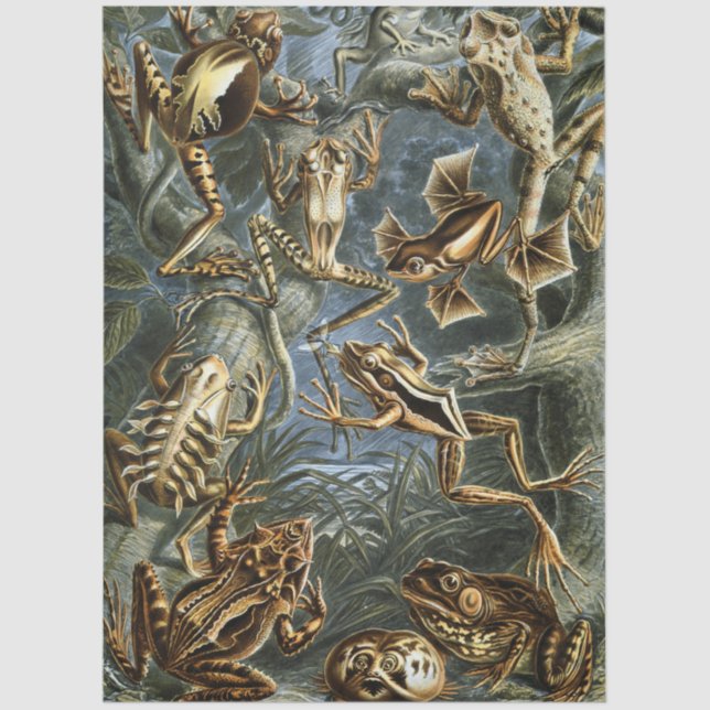 Frog and toad Ernst Haeckel vintage Tissue Paper (Front)