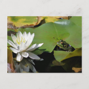Frog And Water Lily Flower Nature Postcard