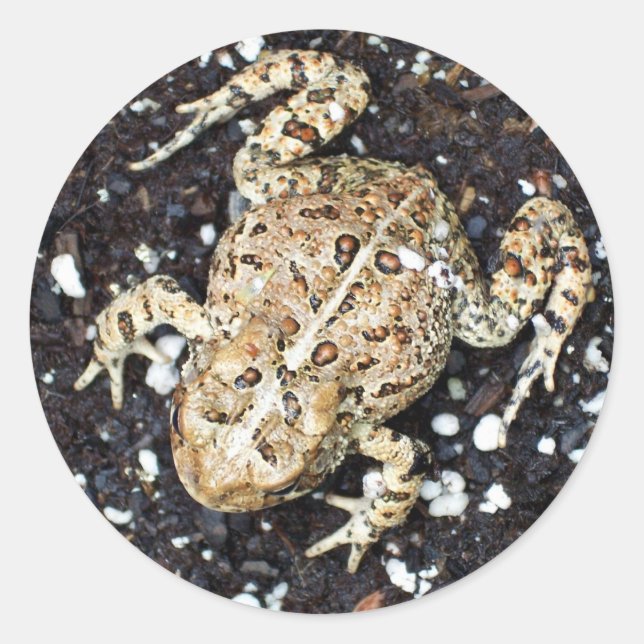 Frog Classic Round Sticker (Front)