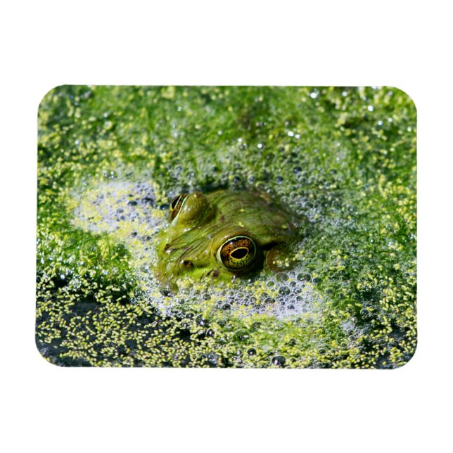 Frog Eyes in a Pond Magnet (Horizontal)