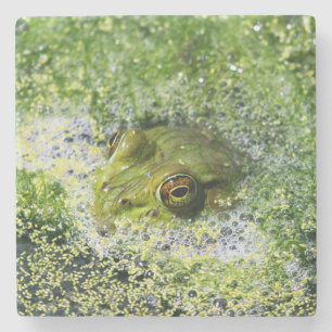 Frog Eyes in a Pond Stone Coaster