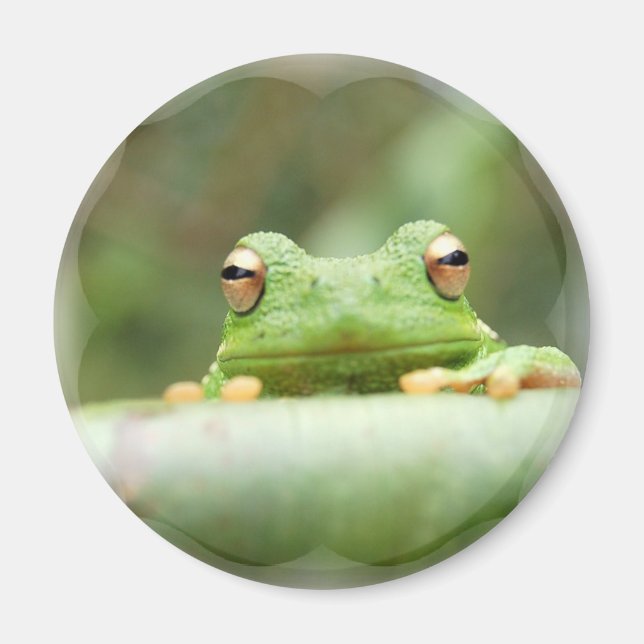Frog Eyes Magnet (Front)