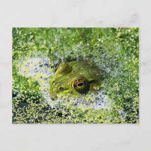 Frog Eyes Postcard