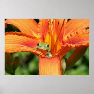 Frog-Flower Poster