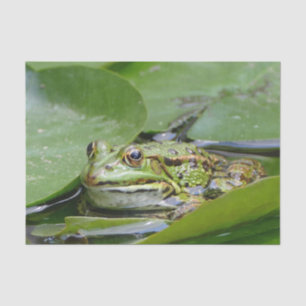 Frog Green Lily Pad Photo Tissue Paper