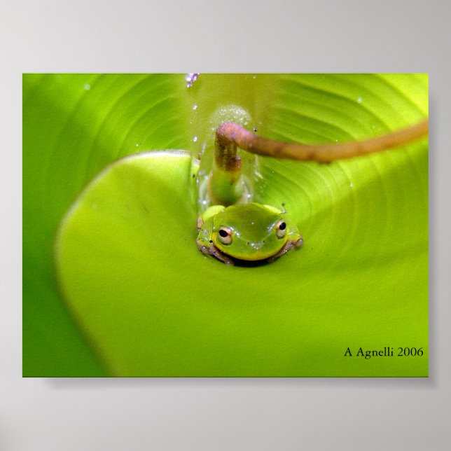 Frog hiding in a Banana leaf Poster (Front)