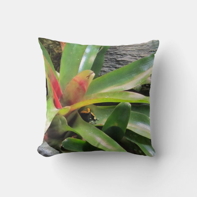 Frog Hiding in Plant Cushion (Front)