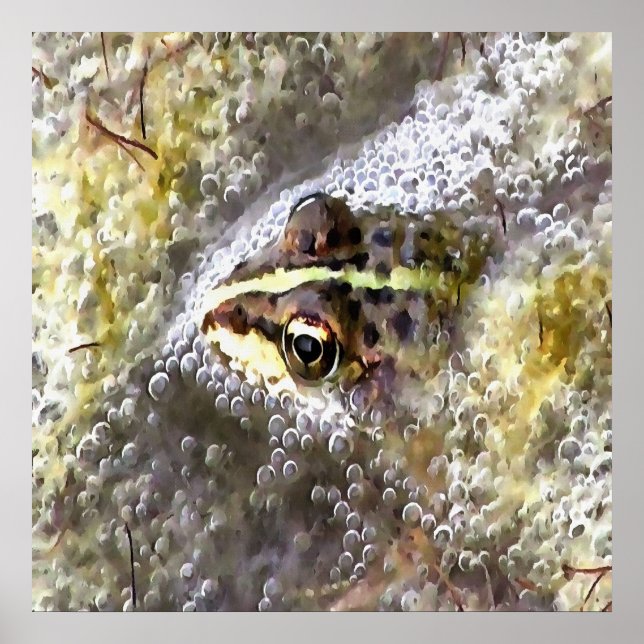 Frog Immersed In Water Bubbles and Frogspawn Poster (Front)