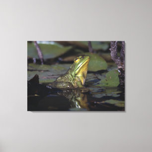 Frog in a pond canvas print