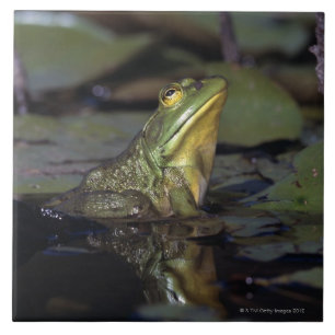 Frog in a pond tile