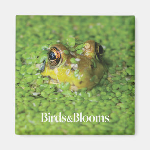 Frog in Green Algae Magnet