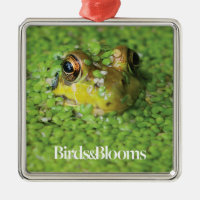 Frog in Green Algae