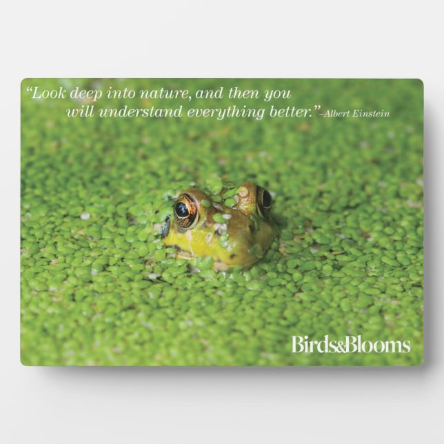 Frog in Green Algae Plaque (Front)