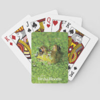 Frog in Green Algae