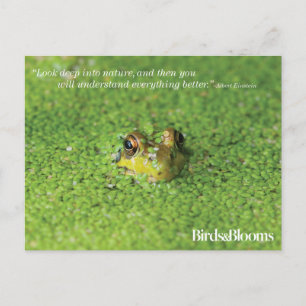 Frog in Green Algae Postcard