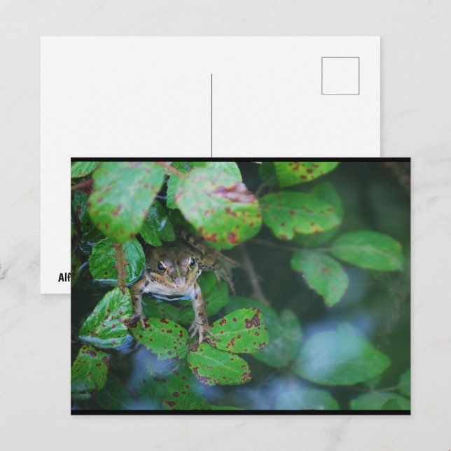 Frog in Leafy Pond Postcard (Front/Back)