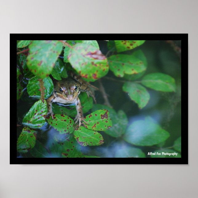 Frog in Leafy Pond Poster (Front)