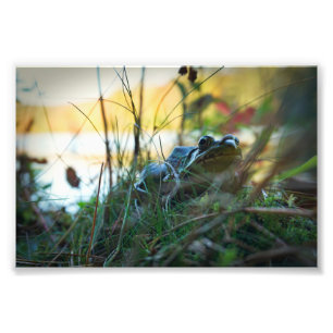 Frog In The Weeds Print