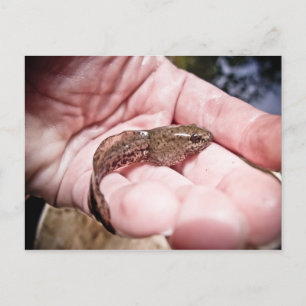 Frog In Training Postcard