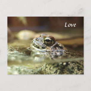 Frog in Water Postcard