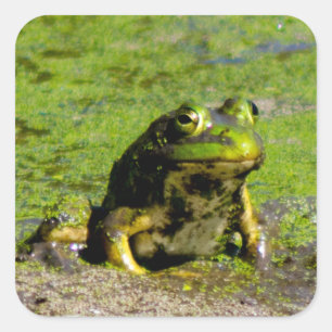 Frog Large Stickers