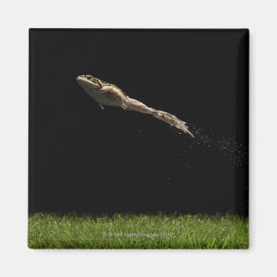 frog leaping off fresh green grass magnet