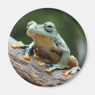 Frog Magnet