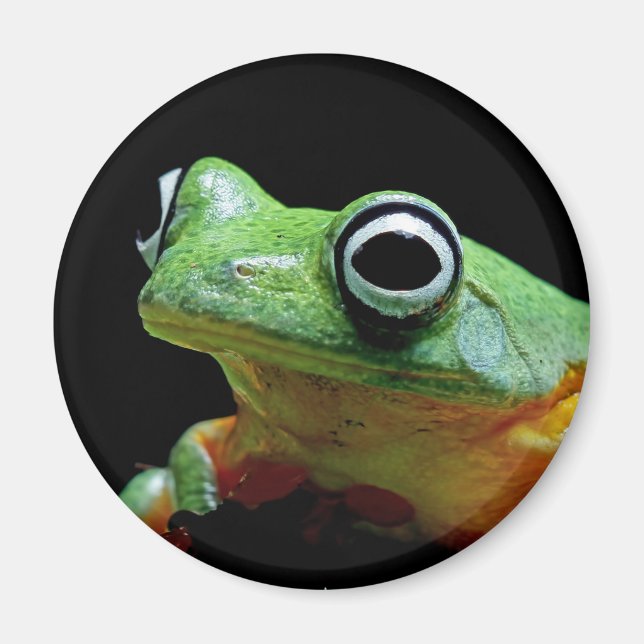 Frog Magnet (Front)