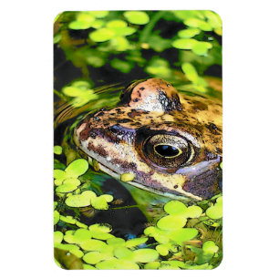 FROG MAGNET