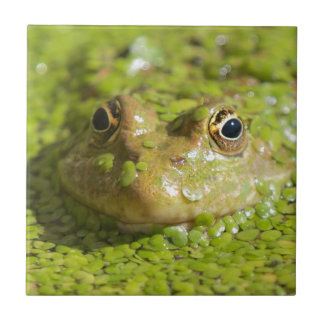 Frog on a ceramic tile