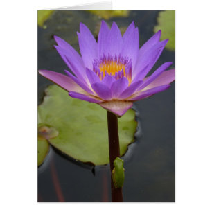 frog on a lily