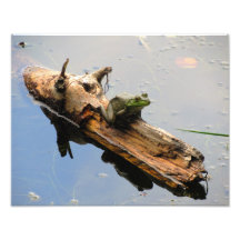Frog On a Log