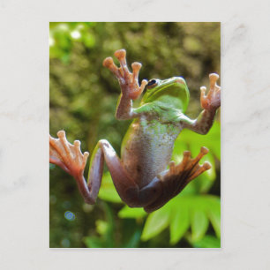 Frog on Glass Postcard