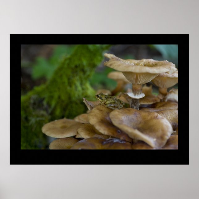 Frog on Toadstool Poster (Front)