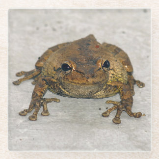 Frog Photo Square Glass Coaster