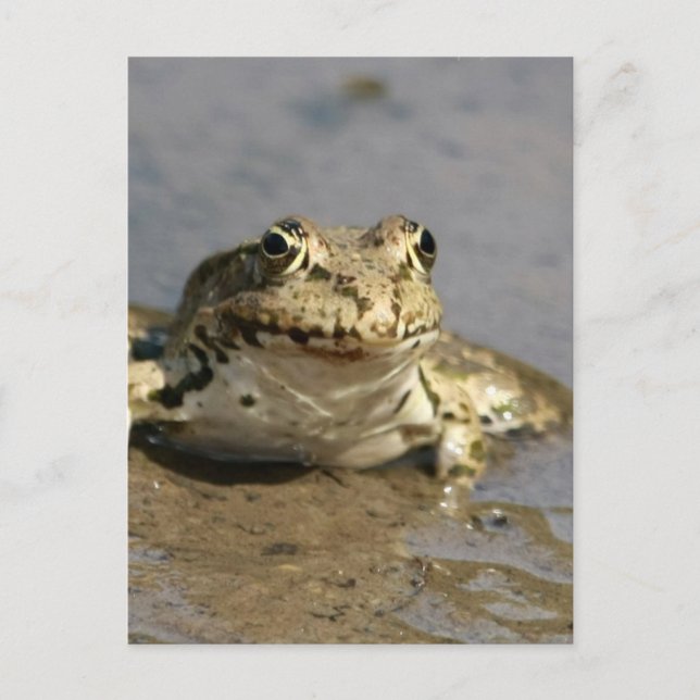 Frog Photograph Postcard (Front)