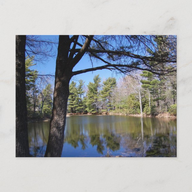 Frog Pond Postcard (Front)