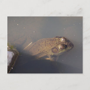 frog postcard