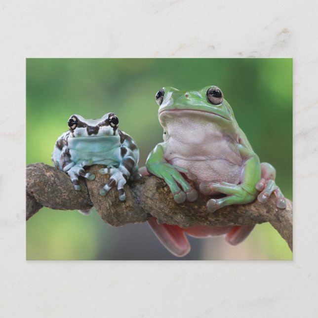 Frog Postcard (Front)
