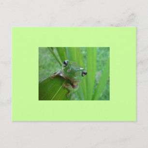 Frog Postcard