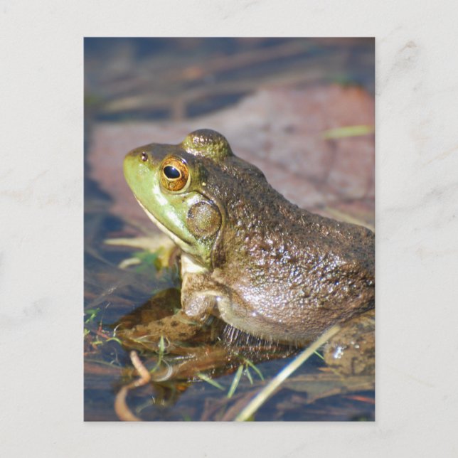 Frog Postcard (Front)