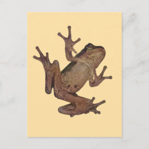 frog postcard