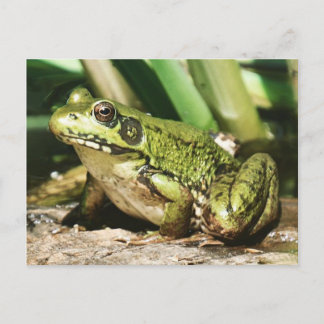 Frog postcard