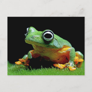 Frog Postcard