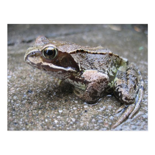 Frog Postcard