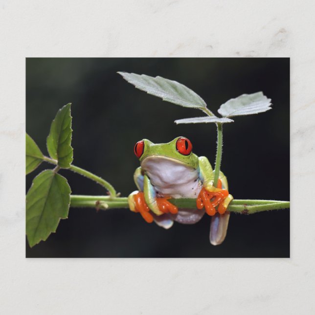 Frog Postcard (Front)