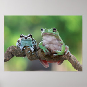 Frog Poster