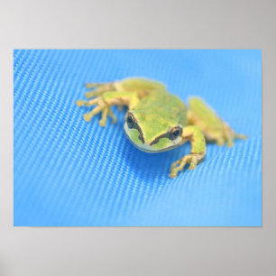 Frog Poster