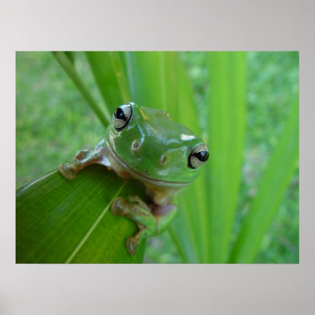 Frog Poster (Front)