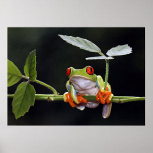 Frog Poster